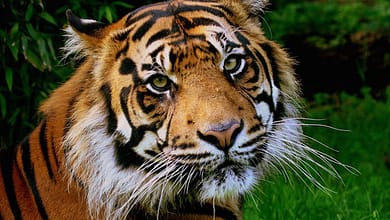 قاچاقچی ببر در مزرعه - حادثه - سایت حوادث