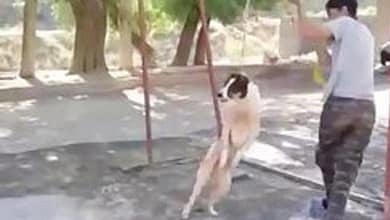 سگ آزاری در کوچصفهان - سایت حوادث - حادثه