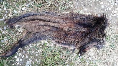 دستگیری شکارچی گراز در گرگان