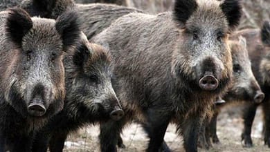 کشته شدن 18 راس گراز وحشی - سایت حوادث - حادثه