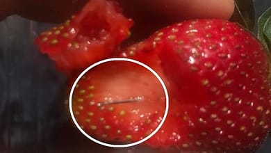 توت فرنگی های سوزن دار